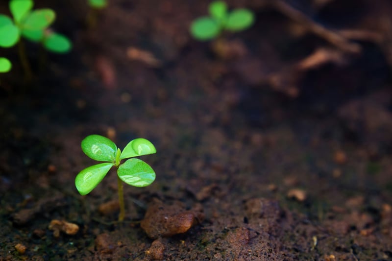 Sapling plant budding out of soil